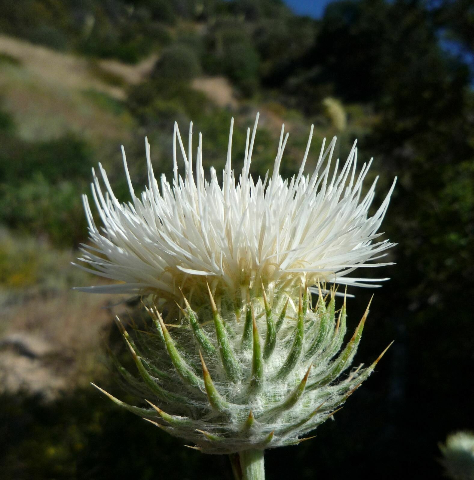 High Resolution Cirsium occidentale californicum Flower